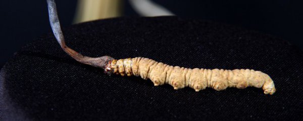 新鲜冬虫草怎么保存