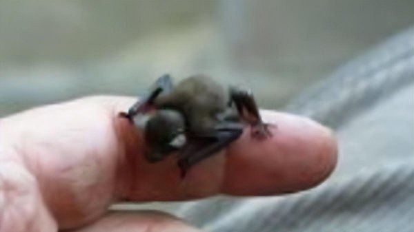 房间进蝙蝠什么征兆