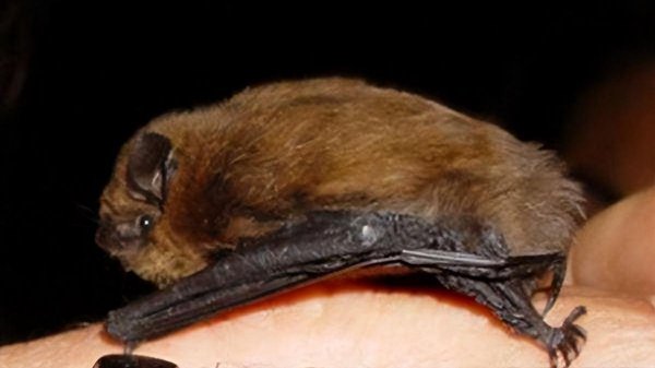 房间进蝙蝠什么征兆