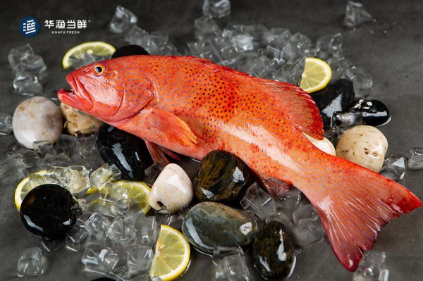 东星斑是淡水还是海鱼