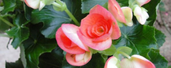 四季海棠可以放卧室吗