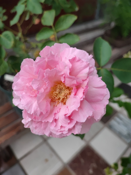 五月的代表花是什么花