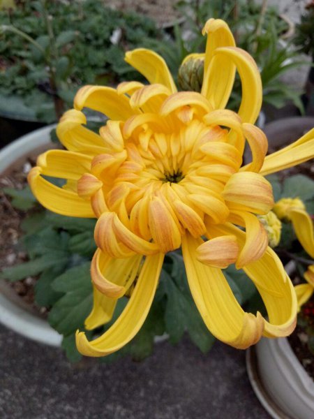 五月的代表花是什么花