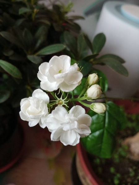 五月的代表花是什么花