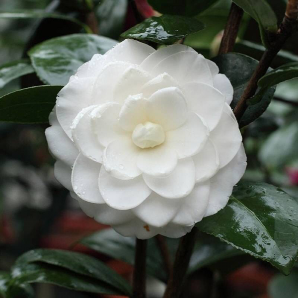 五月的代表花是什么花