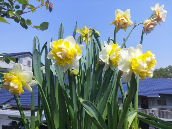 五月的代表花是什么花