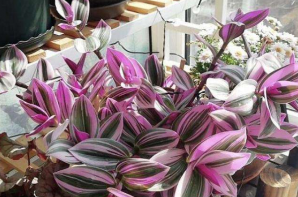 油画婚礼适合深盆还是矮盆