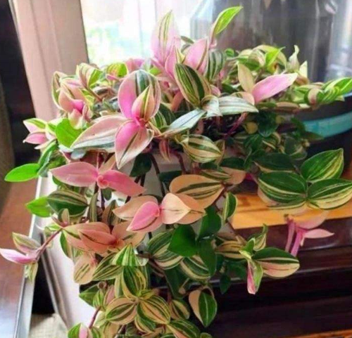 油画婚礼适合深盆还是矮盆