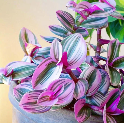 油画婚礼适合深盆还是矮盆