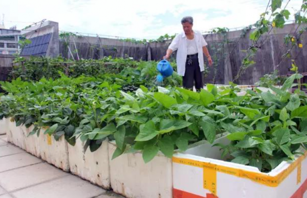 用泡沫箱种菜有毒吗