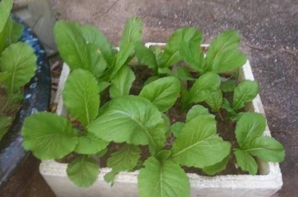 用泡沫箱种菜有毒吗