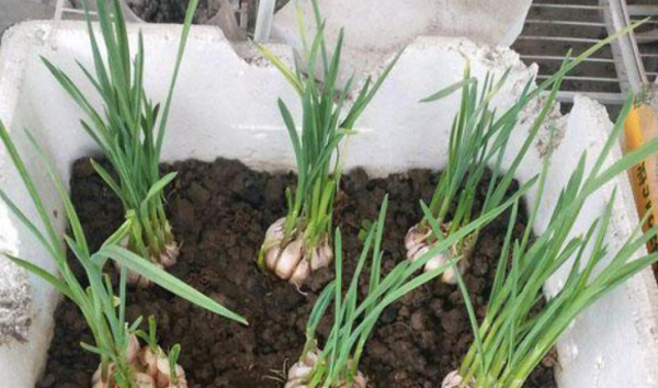 用泡沫箱种菜有毒吗