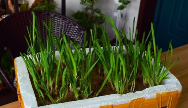 用泡沫箱种菜有毒吗