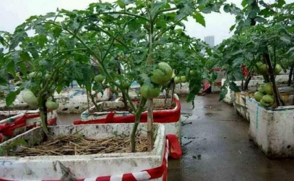 用泡沫箱种菜有毒吗