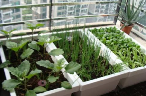 用泡沫箱种菜有毒吗