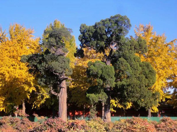 中国十大千年名树都有什么