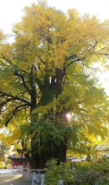 中国十大千年名树都有什么