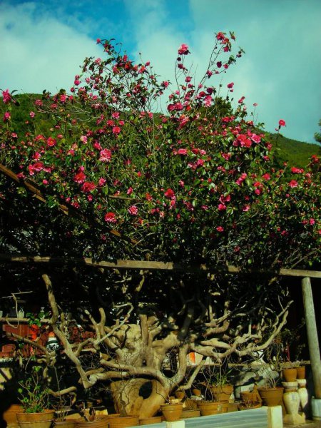 中国十大千年名树都有什么