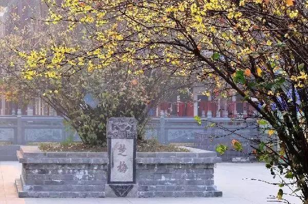 中国十大千年名树都有什么