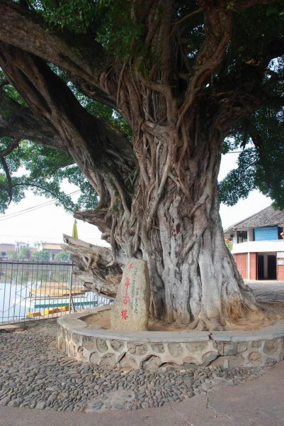 中国十大千年名树都有什么