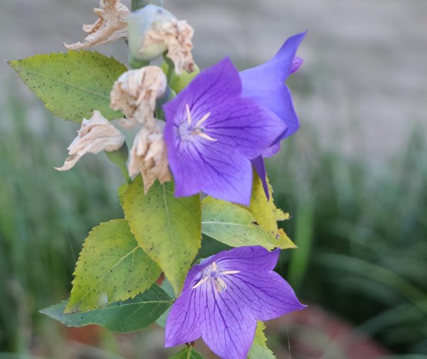 桔梗花怎么养久一点