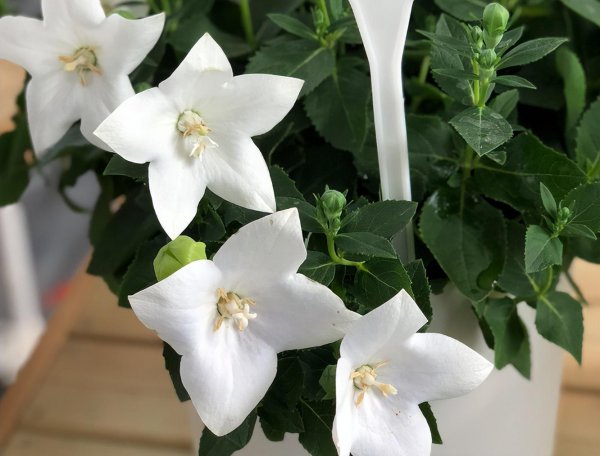 桔梗花怎么养久一点