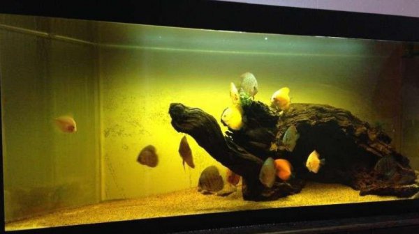 鱼缸水发黄怎么回事