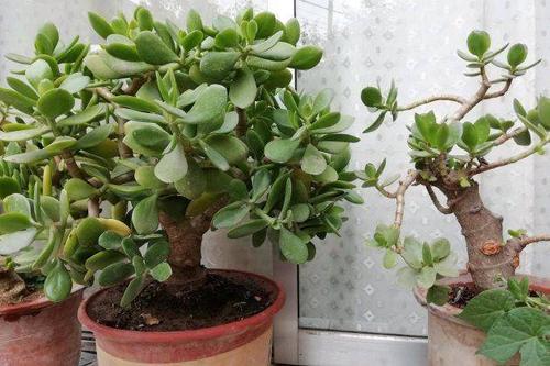 玉树开花是什么兆头