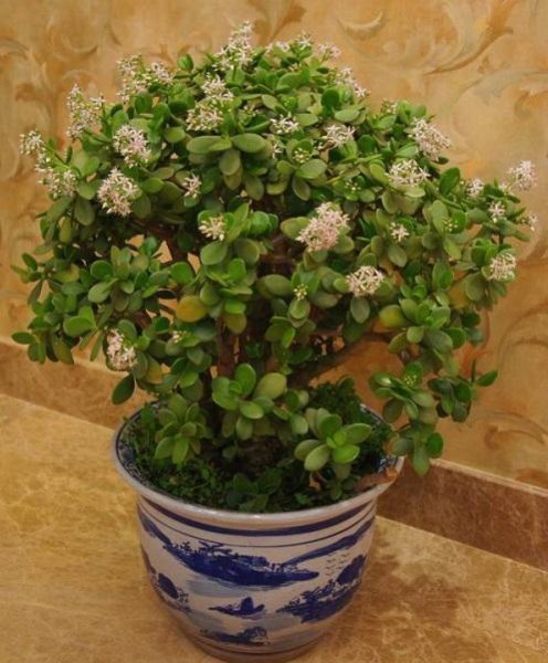 玉树开花是什么兆头