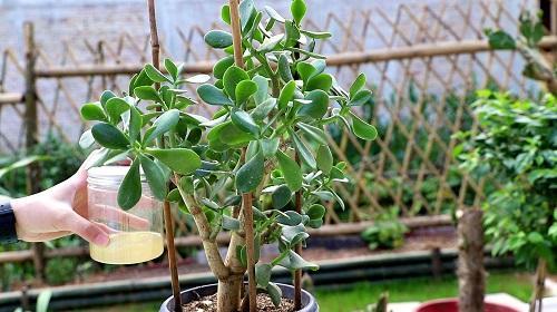 玉树开花是什么兆头