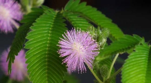 含羞草有哪些特点和用处