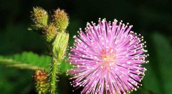 含羞草有哪些特点和用处