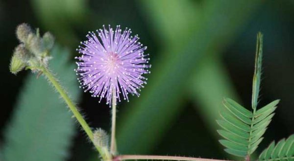 含羞草有哪些特点和用处