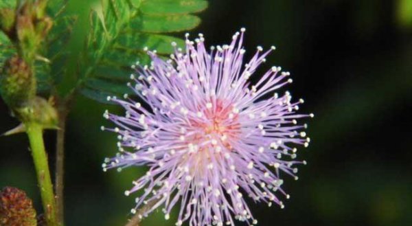 含羞草有哪些特点和用处