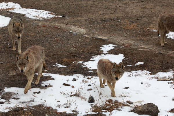 狼的天敌是什么动物