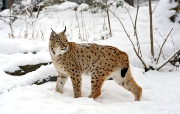 狼的天敌是什么动物