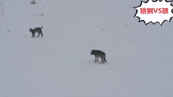 狼的天敌是什么动物