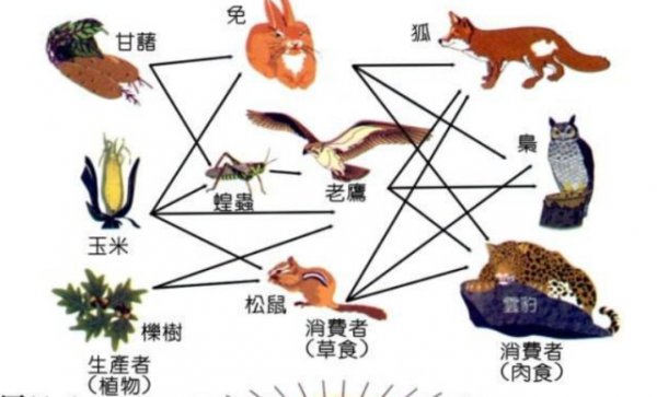 狼的天敌是什么动物