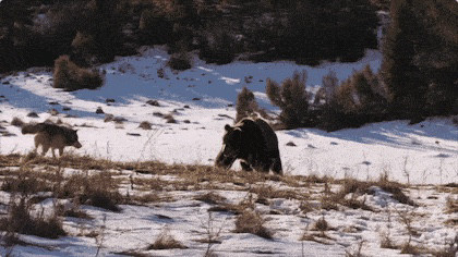 狼的天敌是什么动物