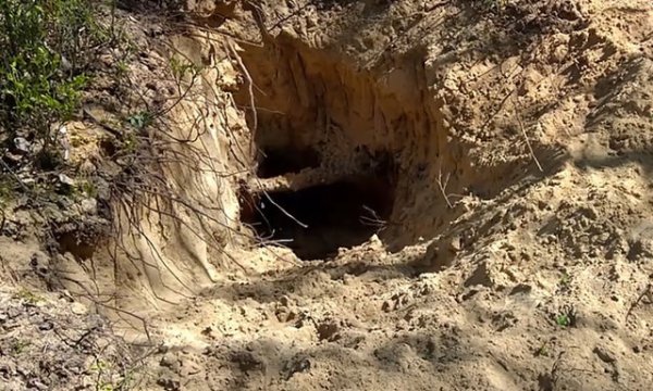 狼的天敌是什么动物