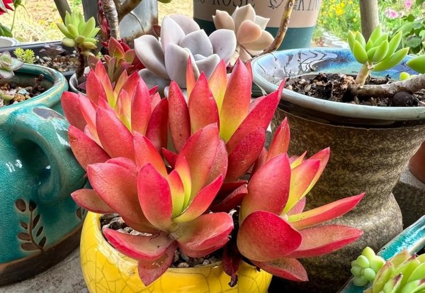 最漂亮的多肉品种及名称