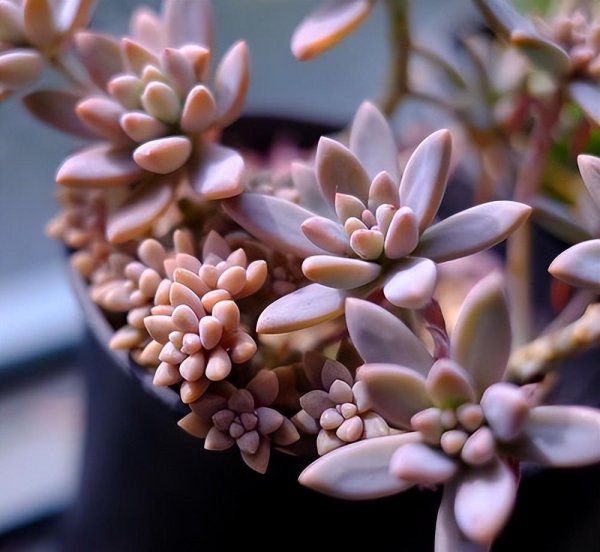 最漂亮的多肉品种及名称