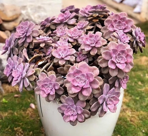 最漂亮的多肉品种及名称