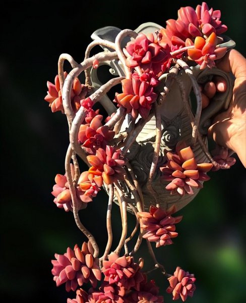 最漂亮的多肉品种及名称