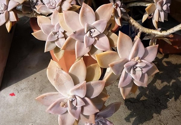 最漂亮的多肉品种及名称