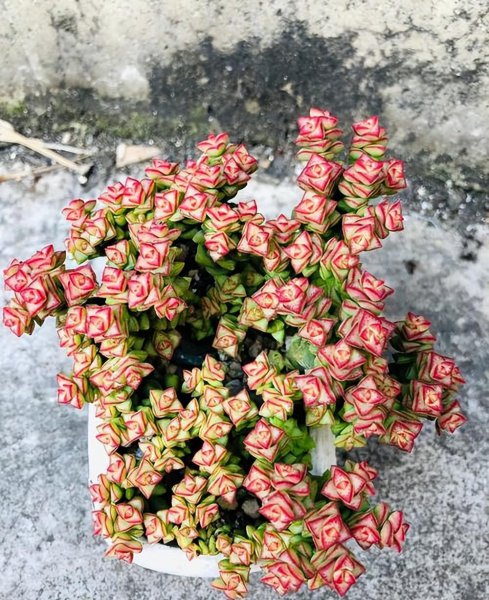 最漂亮的多肉品种及名称