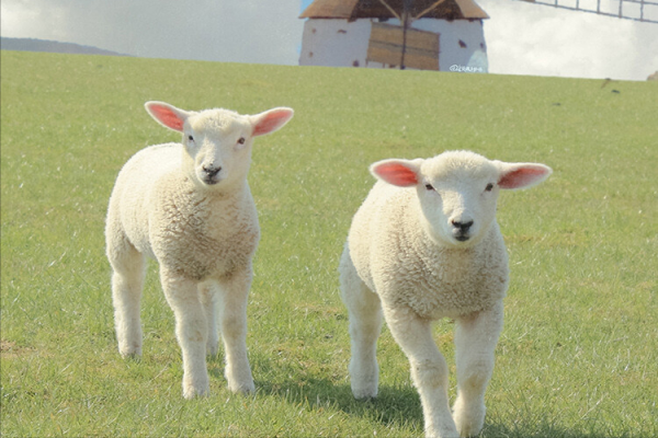 盛产美女的金星星座