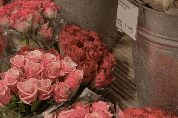 盛产美女的金星星座