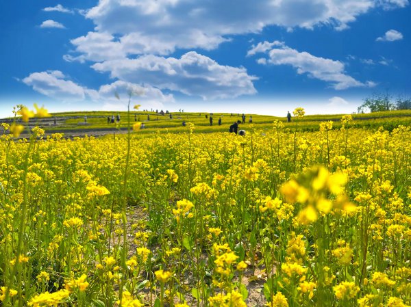 温榆河在北京什么位置
