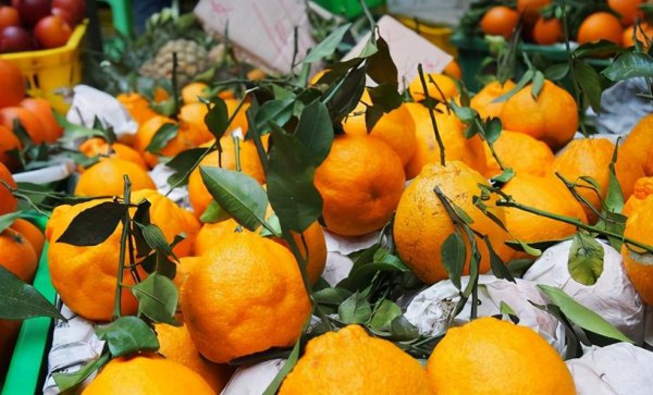 粑粑柑是丑橘吗是什么样子的